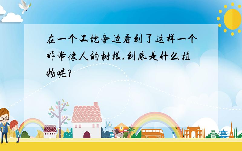 在一个工地旁边看到了这样一个非常像人的树根,到底是什么植物呢?