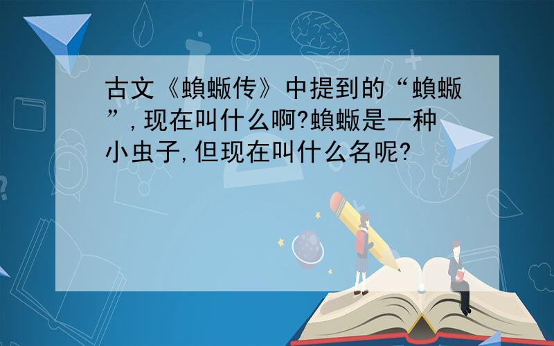 古文《蝜蝂传》中提到的“蝜蝂”,现在叫什么啊?蝜蝂是一种小虫子,但现在叫什么名呢?