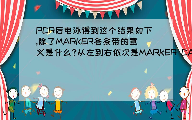 PCR后电泳得到这个结果如下,除了MARKER各条带的意义是什么?从左到右依次是MARKER CASE1 CASE2MARKER中最亮的那条是200BP的.我要的是269BP的,好象没有扩出来,那这个小的条带是什么呢?