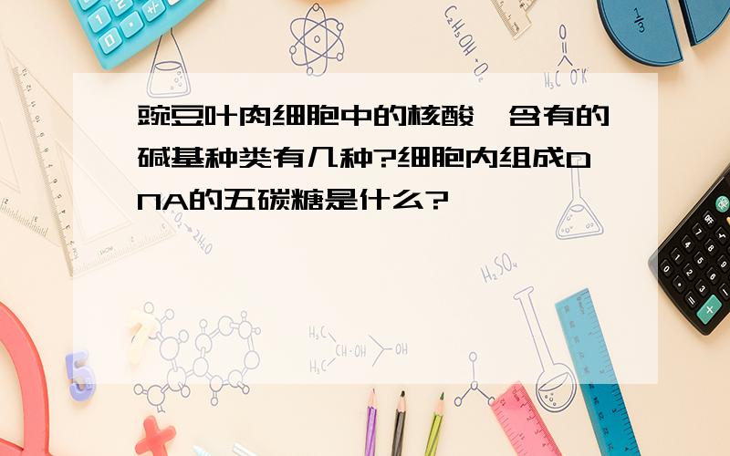 豌豆叶肉细胞中的核酸,含有的碱基种类有几种?细胞内组成DNA的五碳糖是什么?