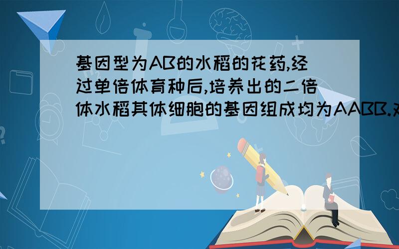 基因型为AB的水稻的花药,经过单倍体育种后,培养出的二倍体水稻其体细胞的基因组成均为AABB.对吗?详细解释一下为什么