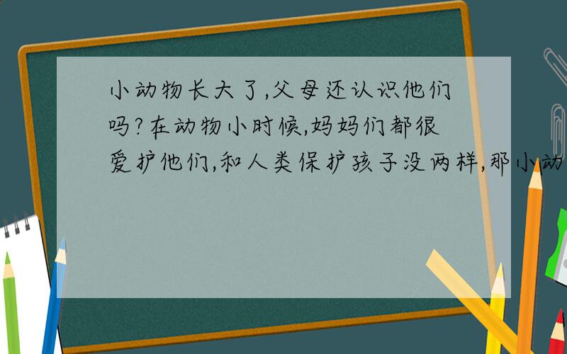 小动物长大了,父母还认识他们吗?在动物小时候,妈妈们都很爱护他们,和人类保护孩子没两样,那小动物成年之后,他们近亲交配,这样是因为妈妈们不认识成年后的孩子了吗?还是觉得和孩子们