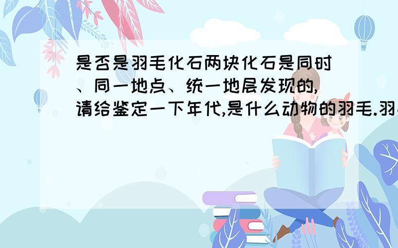 是否是羽毛化石两块化石是同时、同一地点、统一地层发现的,请给鉴定一下年代,是什么动物的羽毛.羽毛化石用手摸着还有梗.