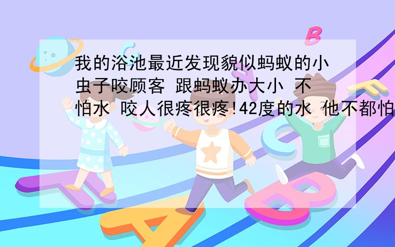 我的浴池最近发现貌似蚂蚁的小虫子咬顾客 跟蚂蚁办大小 不怕水 咬人很疼很疼!42度的水 他不都怕!数量很少 基本出现就咬人 据说很疼 而且有蚊子咬那么大的包!前一阵男浴出现咬人事件 就