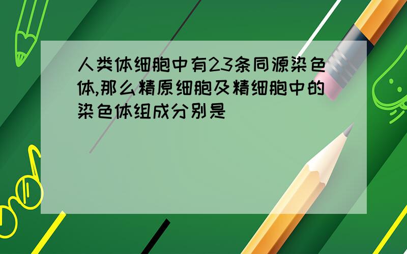 人类体细胞中有23条同源染色体,那么精原细胞及精细胞中的染色体组成分别是