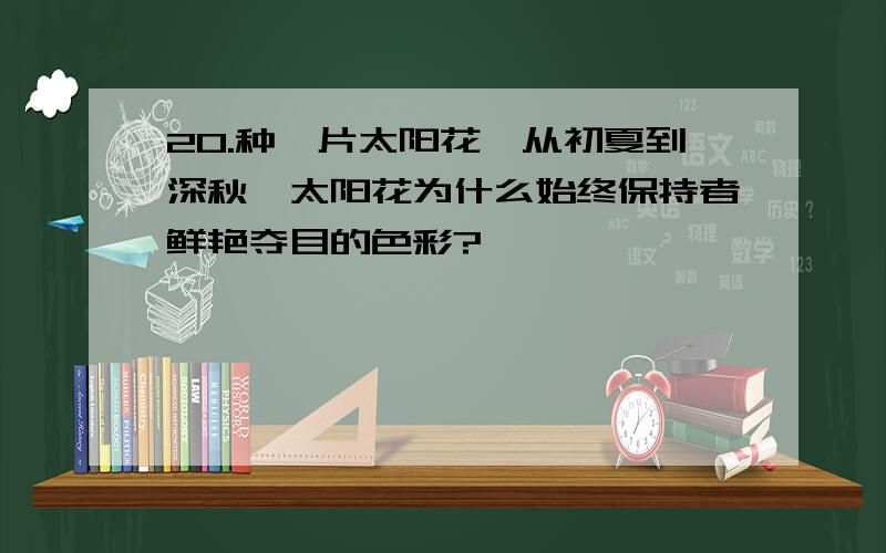 20.种一片太阳花,从初夏到深秋,太阳花为什么始终保持者鲜艳夺目的色彩?