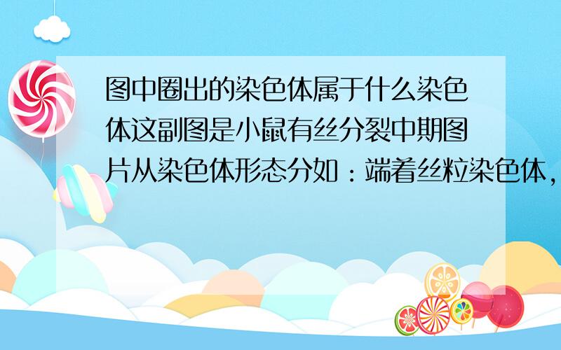 图中圈出的染色体属于什么染色体这副图是小鼠有丝分裂中期图片从染色体形态分如：端着丝粒染色体，近端着丝粒染色体