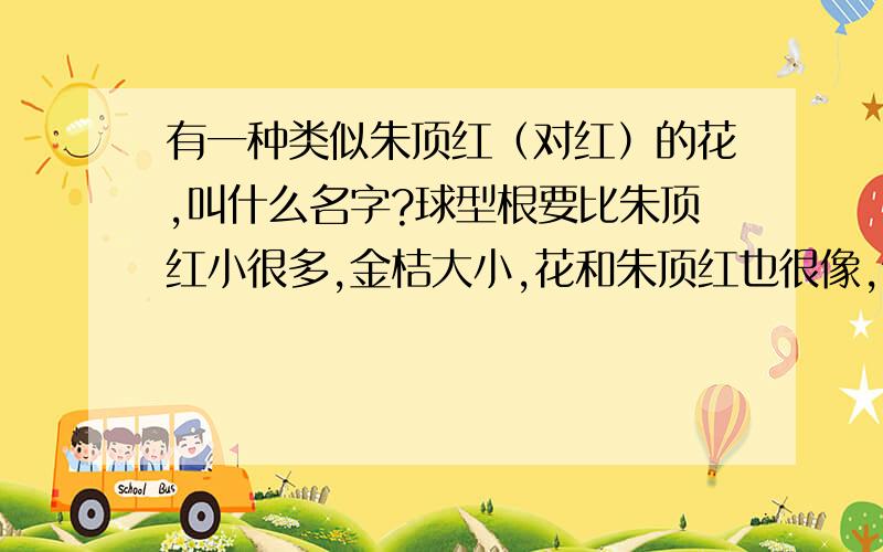 有一种类似朱顶红（对红）的花,叫什么名字?球型根要比朱顶红小很多,金桔大小,花和朱顶红也很像,但小得多,叶子长得像韭菜,细细长长的