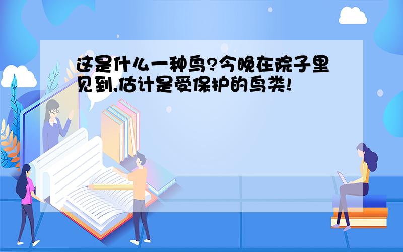 这是什么一种鸟?今晚在院子里见到,估计是受保护的鸟类!