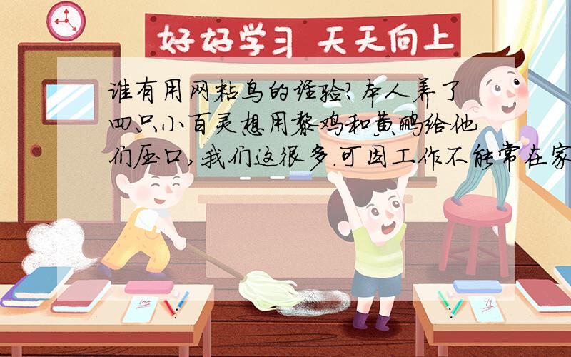 谁有用网粘鸟的经验?本人养了四只小百灵想用黎鸡和黄鹂给他们压口,我们这很多.可因工作不能常在家,以想粘只养,求大师们指点.