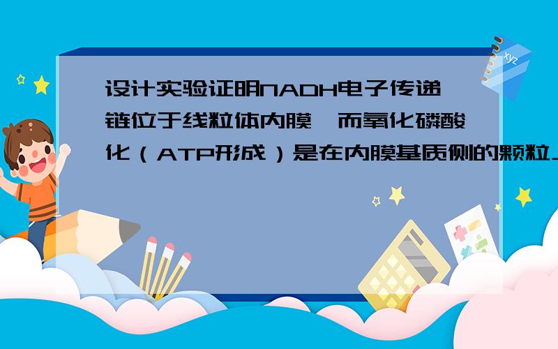 设计实验证明NADH电子传递链位于线粒体内膜,而氧化磷酸化（ATP形成）是在内膜基质侧的颗粒上完成的【细胞生物学】设计一个实验,用以证明NADH电子传递链位于线粒体内膜,而氧化磷酸化（AT