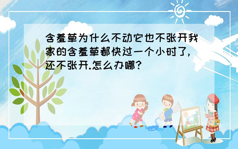 含羞草为什么不动它也不张开我家的含羞草都快过一个小时了,还不张开.怎么办哪?