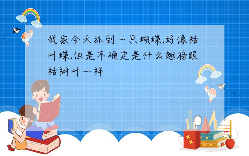 我家今天抓到一只蝴蝶,好像枯叶蝶,但是不确定是什么翅膀跟枯树叶一样