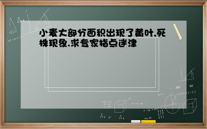 小麦大部分面积出现了黄叶,死株现象.求专家指点迷津