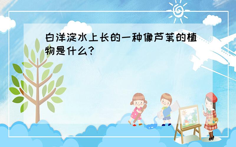 白洋淀水上长的一种像芦苇的植物是什么?