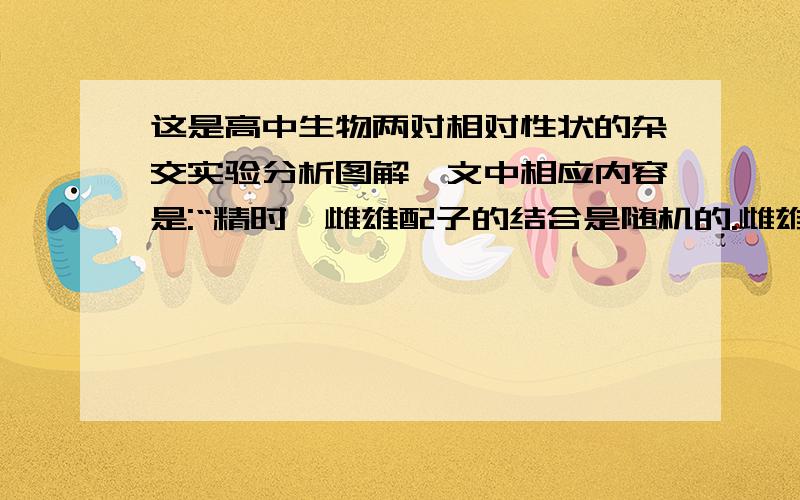 这是高中生物两对相对性状的杂交实验分析图解,文中相应内容是:“精时,雌雄配子的结合是随机的.雌雄配子的结合方式有16种”.这意思是能发育为16个个体吗?那么原文中子一代自交是4个配