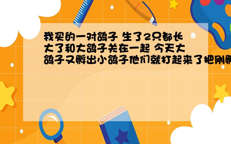 我买的一对鸽子 生了2只都长大了和大鸽子关在一起 今天大鸽子又孵出小鸽子他们就打起来了把刚孵出来的小鸽