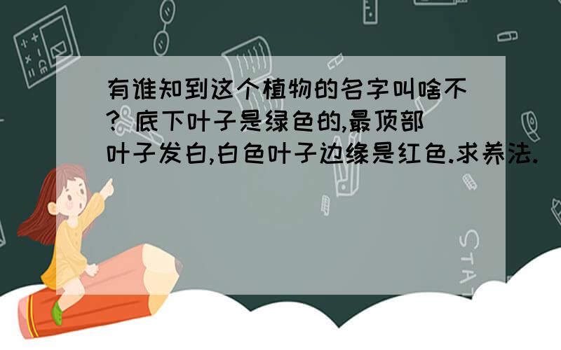 有谁知到这个植物的名字叫啥不? 底下叶子是绿色的,最顶部叶子发白,白色叶子边缘是红色.求养法.