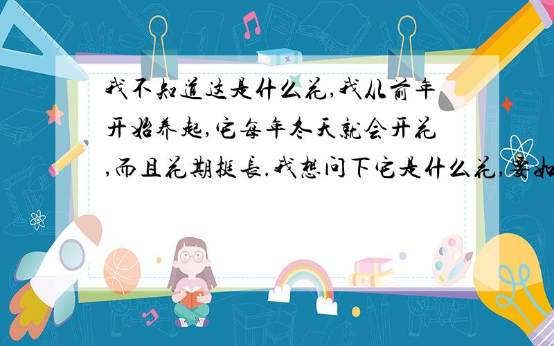 我不知道这是什么花,我从前年开始养起,它每年冬天就会开花,而且花期挺长.我想问下它是什么花,要如何养我是湖南的,今年冬天我们这里气温最低达到-4摄氏度,家里的也只有1度左右,它照样