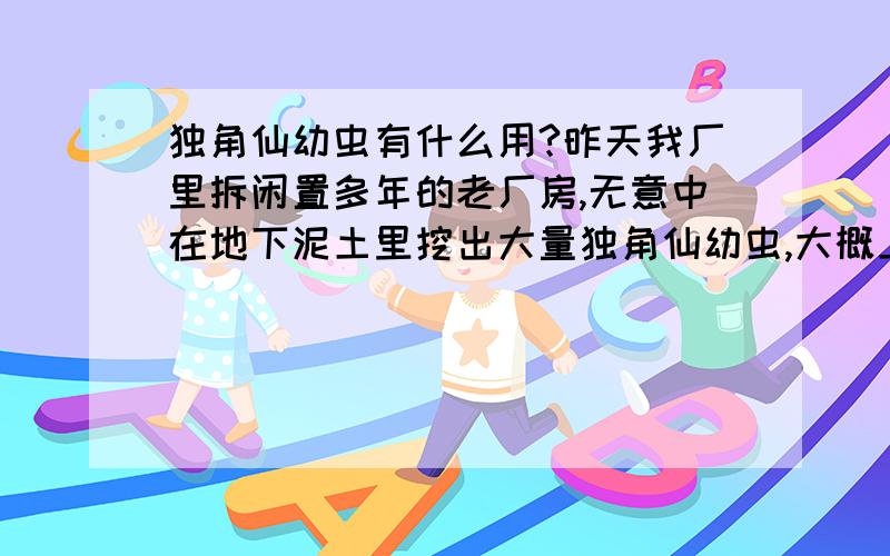 独角仙幼虫有什么用?昨天我厂里拆闲置多年的老厂房,无意中在地下泥土里挖出大量独角仙幼虫,大概上千条,2--8厘米不等的体长.请问这个东西有什么用?听说可以入药?哪里有大量收购的啊?