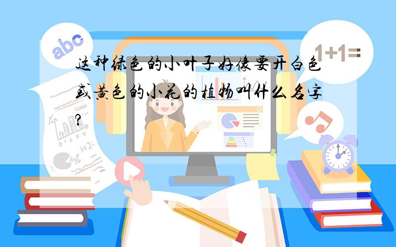 这种绿色的小叶子好像要开白色或黄色的小花的植物叫什么名字?