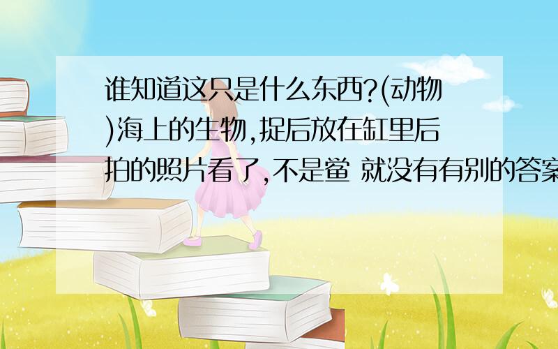 谁知道这只是什么东西?(动物)海上的生物,捉后放在缸里后拍的照片看了,不是鲎 就没有有别的答案了吗？