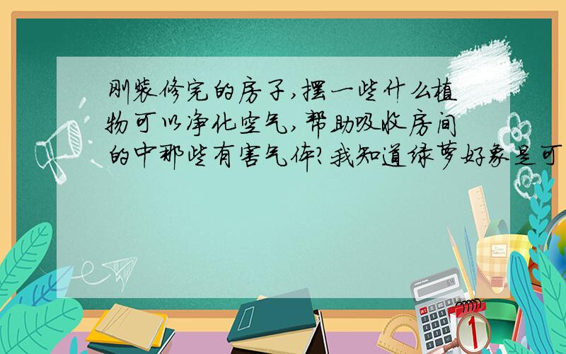 刚装修完的房子,摆一些什么植物可以净化空气,帮助吸收房间的中那些有害气体?我知道绿萝好象是可以吸钾铨.