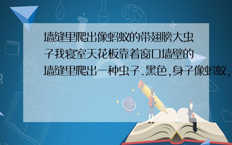 墙缝里爬出像蚂蚁的带翅膀大虫子我寝室天花板靠着窗口墙壁的墙缝里爬出一种虫子.黑色,身子像蚂蚁,有一对比身体要长的透明翅膀.成虫体长大约1.5CM,加上翅膀的话大约2CM.幼虫加翅膀大约1C