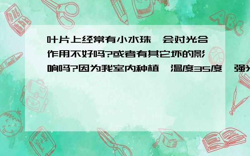 叶片上经常有小水珠,会对光合作用不好吗?或者有其它坏的影响吗?因为我室内种植,温度35度,强光,所以我每隔一个小时就帮植物喷一次水,比水雾大一点的,用来降温.这样一天10个小时到14个小