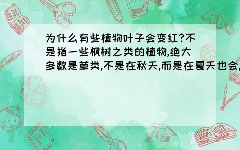 为什么有些植物叶子会变红?不是指一些枫树之类的植物,绝大多数是草类,不是在秋天,而是在夏天也会,很多原本都应该是绿的,只是叶片的一部分会变红是怎么回事呢?主要是原因,至于枫叶在