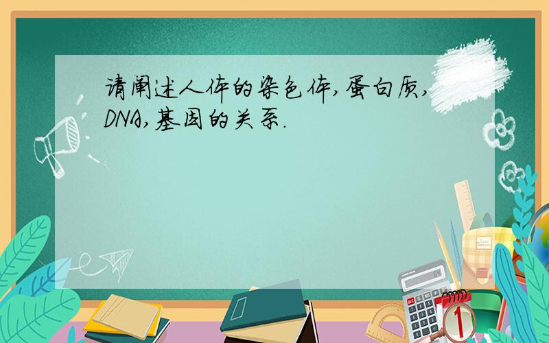 请阐述人体的染色体,蛋白质,DNA,基因的关系.