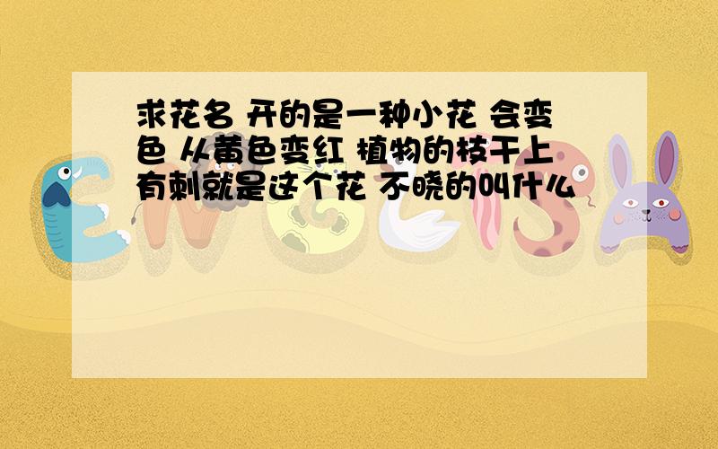 求花名 开的是一种小花 会变色 从黄色变红 植物的枝干上有刺就是这个花 不晓的叫什么