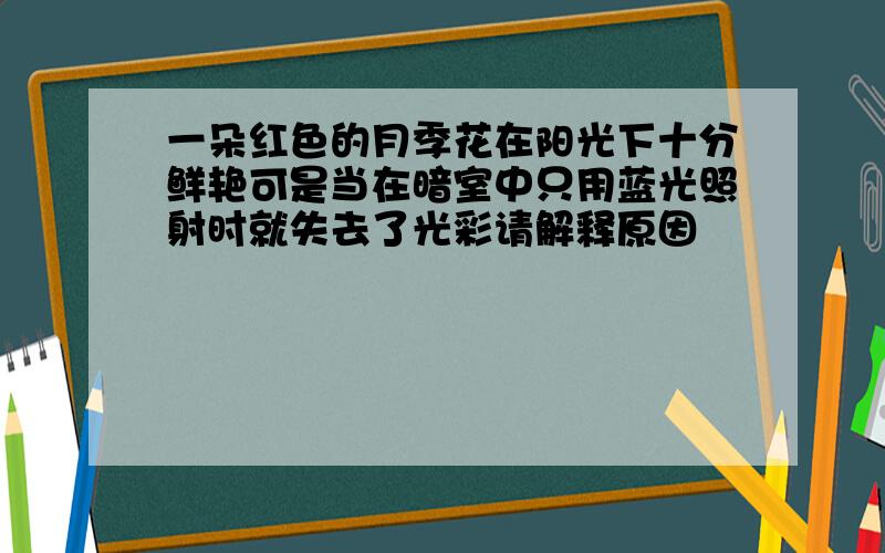 一朵红色的月季花在阳光下十分鲜艳可是当在暗室中只用蓝光照射时就失去了光彩请解释原因