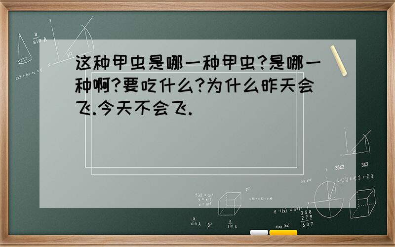 这种甲虫是哪一种甲虫?是哪一种啊?要吃什么?为什么昨天会飞.今天不会飞.