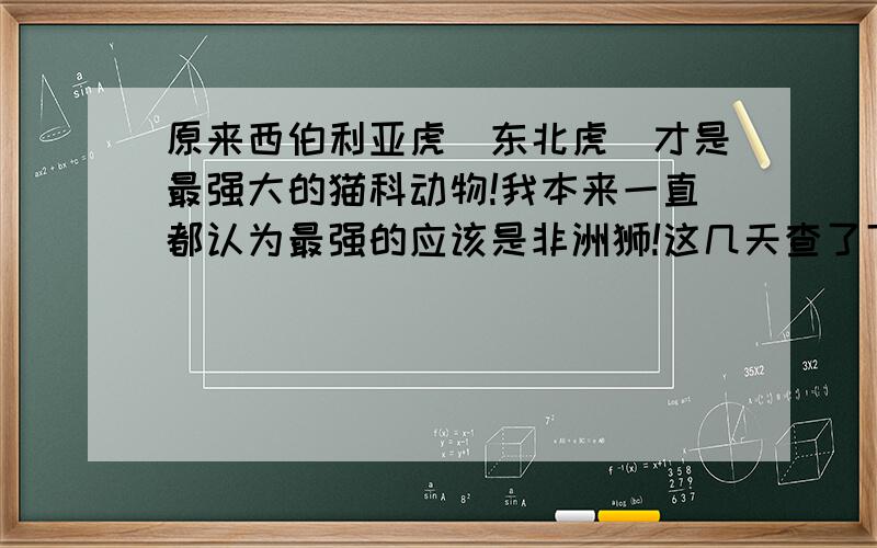 原来西伯利亚虎（东北虎）才是最强大的猫科动物!我本来一直都认为最强的应该是非洲狮!这几天查了下才知道原来最强大的猫科动物是东北虎,以前看一个视频狮子跟老虎打 大虎输了 经过