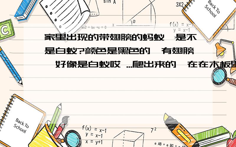 家里出现的带翅膀的蚂蚁,是不是白蚁?颜色是黑色的,有翅膀,好像是白蚁哎 ...爬出来的,在在木板里有很大声音