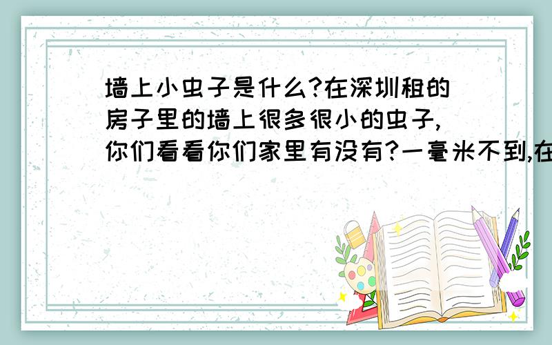 墙上小虫子是什么?在深圳租的房子里的墙上很多很小的虫子,你们看看你们家里有没有?一毫米不到,在墙上跑来跑去的,仔细看像是小蜘蛛,双看了几个朋友家的墙上也有,又有说是蚂蚁的,可能