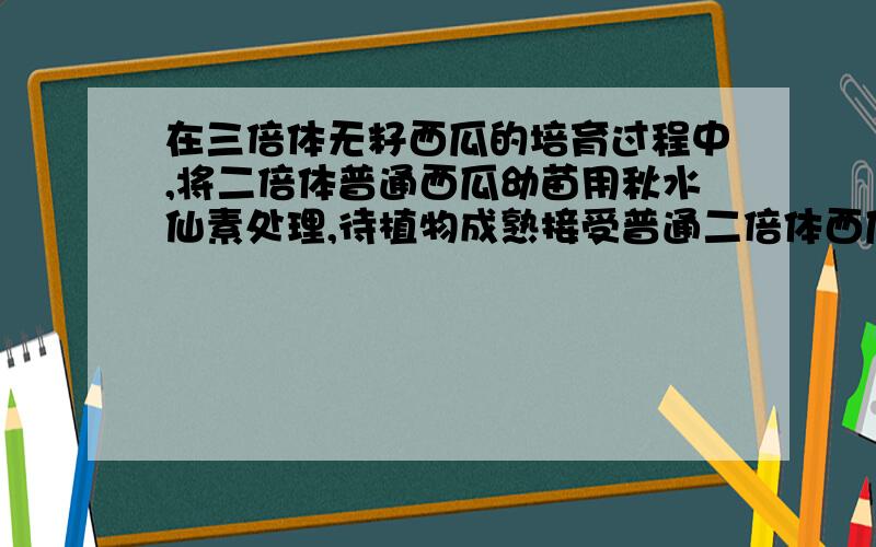 在三倍体无籽西瓜的培育过程中,将二倍体普通西瓜幼苗用秋水仙素处理,待植物成熟接受普通二倍体西瓜的正常花粉后,发育形成果实的果皮、种皮、胚芽、胚乳细胞的染色体组数依次是B．4