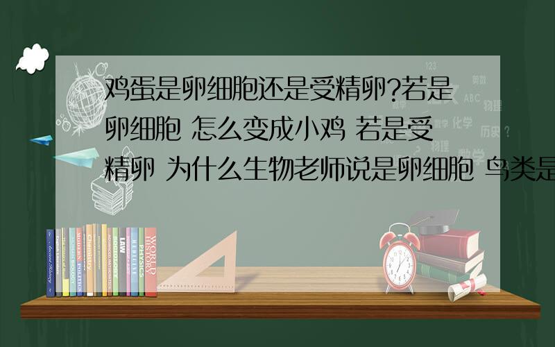 鸡蛋是卵细胞还是受精卵?若是卵细胞 怎么变成小鸡 若是受精卵 为什么生物老师说是卵细胞 鸟类是如何受精的?母鸡不叫交配也会生小鸡?