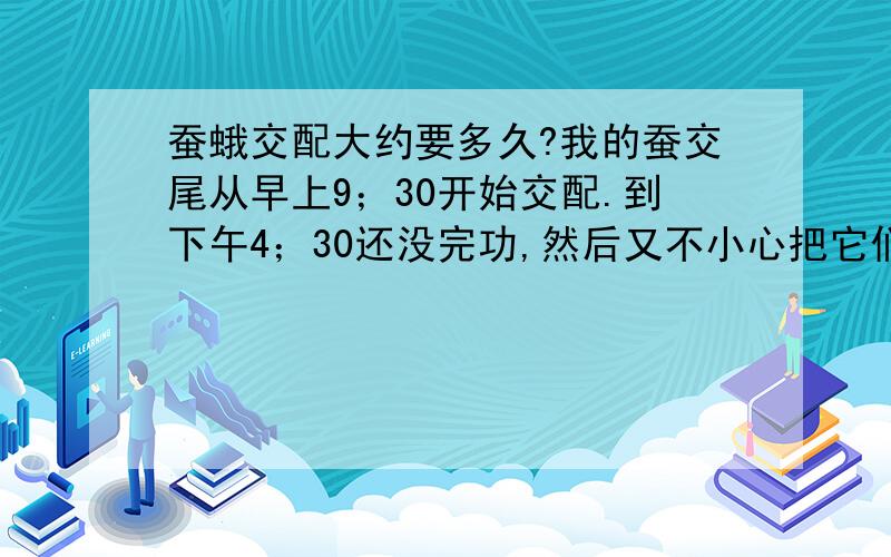 蚕蛾交配大约要多久?我的蚕交尾从早上9；30开始交配.到下午4；30还没完功,然后又不小心把它们分开了,母的又找了只新的交配．要几小时才交配完成啊?有分!不是生卵,是交尾[交配].