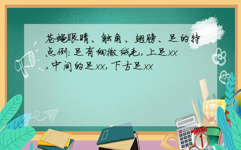 苍蝇眼睛、触角、翅膀、足的特点例：足有细微绒毛,上足xx,中间的足xx,下方足xx