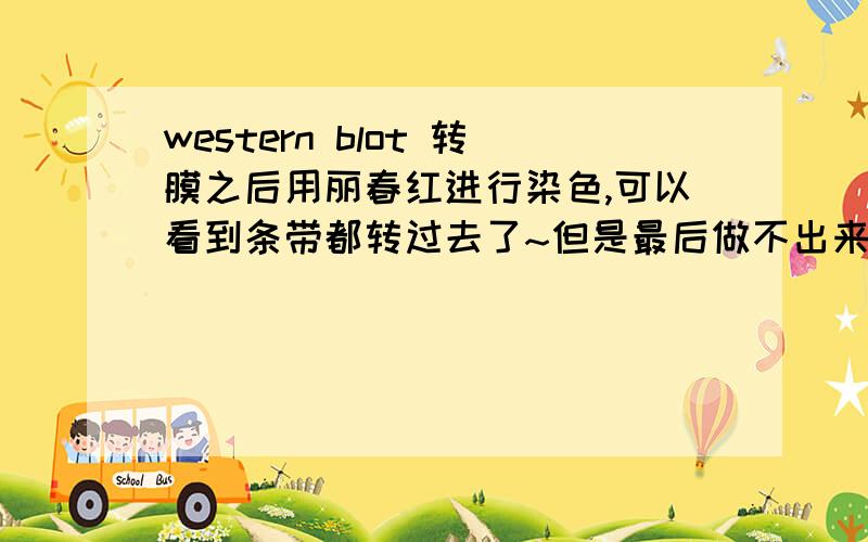 western blot 转膜之后用丽春红进行染色,可以看到条带都转过去了~但是最后做不出来~室温封闭两个小时,一抗1：600孵育过夜,二抗室温一个半小时,一抗二抗用斑点杂交验证过了效价没问题,一抗