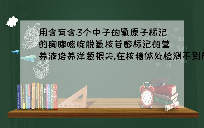 用含有含3个中子的氢原子标记的胸腺嘧啶脱氧核苷酸标记的营养液培养洋葱根尖,在核糖体处检测不到放射性和小鼠吸入用氧18标记的氧气,呼出的二氧化碳不可能含有氧18哪句话正确,为什么