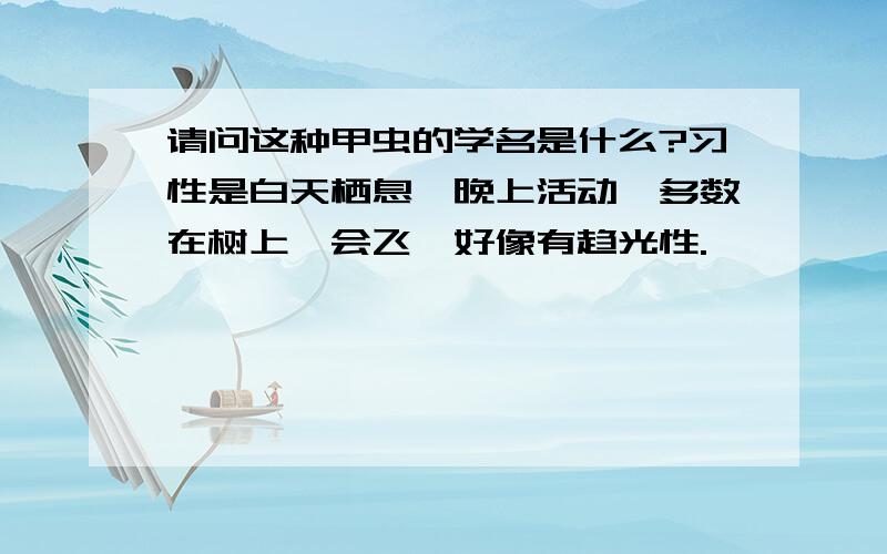 请问这种甲虫的学名是什么?习性是白天栖息,晚上活动,多数在树上,会飞,好像有趋光性.