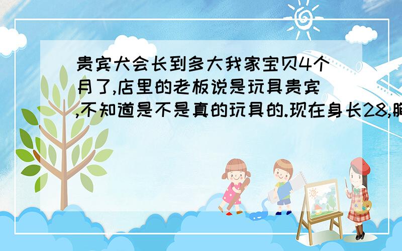 贵宾犬会长到多大我家宝贝4个月了,店里的老板说是玩具贵宾,不知道是不是真的玩具的.现在身长28,胸围33,体重将近4斤.按这个进度她成年以后会长到多少啊?大概几个月就成型了呢?能不能具