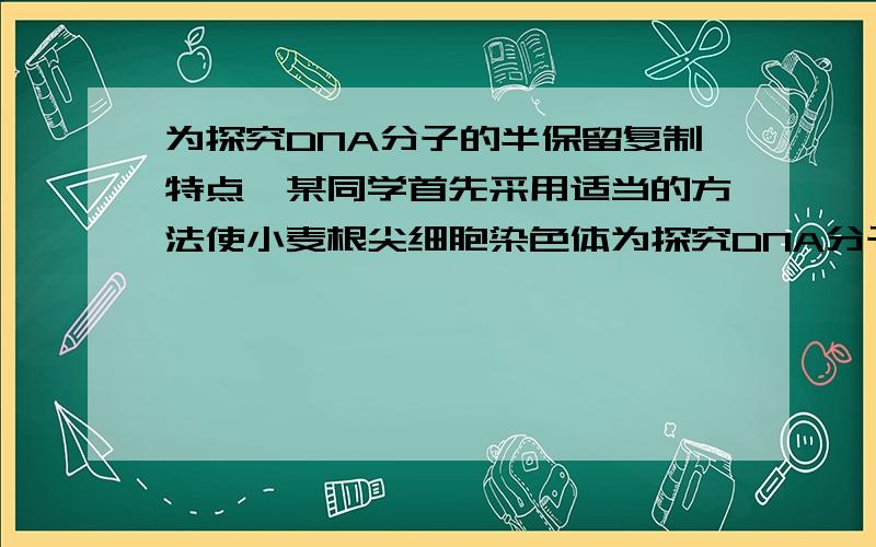 为探究DNA分子的半保留复制特点,某同学首先采用适当的方法使小麦根尖细胞染色体为探究DNA分子的半保留复制特点,某同学首先采用适当的方法使小麦根尖细胞染色体的DNA全部被3H胸腺嘧啶脱