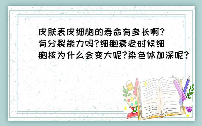 皮肤表皮细胞的寿命有多长啊?有分裂能力吗?细胞衰老时候细胞核为什么会变大呢?染色体加深呢?