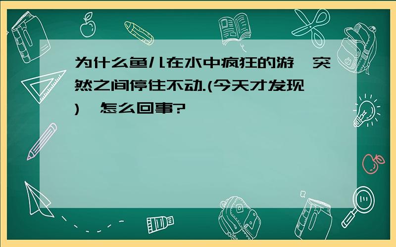 为什么鱼儿在水中疯狂的游,突然之间停住不动.(今天才发现),怎么回事?