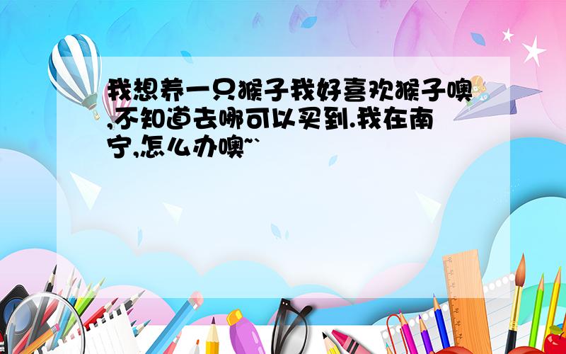 我想养一只猴子我好喜欢猴子噢,不知道去哪可以买到.我在南宁,怎么办噢~`