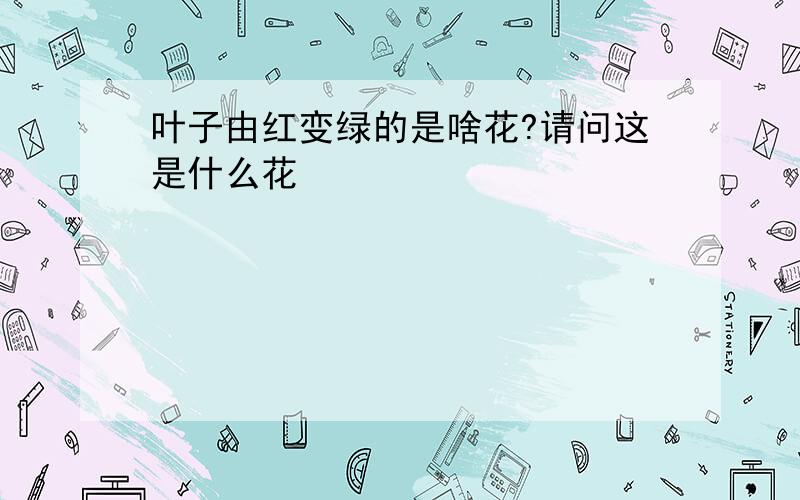 叶子由红变绿的是啥花?请问这是什么花